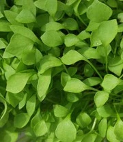 Vitaalbox Zaadbox 9 Vitaalbox Zaadbox - Afbeelding 9