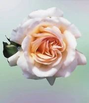 Parfumroos 'Vichy®' 3 Parfumroos 'Vichy®' - Afbeelding 3