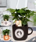 Coffea Arabica Incl. Keramieke Pot
