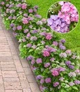 Hortensia Haag 'Forever & Ever®' Hortbux®