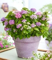 Hortensia Haag 'Forever & Ever®' Hortbux® 3 Hortensia Haag 'Forever & Ever®' Hortbux® - Afbeelding 3