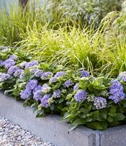 Hortensia Haag 'Forever & Ever®' Hortbux® 4 Hortensia Haag 'Forever & Ever®' Hortbux® - Afbeelding 4