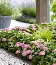 Hortensia Haag 'Forever & Ever®' Hortbux® 5 Hortensia Haag 'Forever & Ever®' Hortbux® - Afbeelding 5