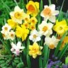 '100 Dagen' Narcissen Mix