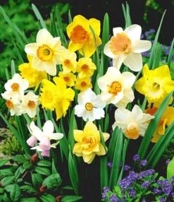 '100 Dagen' Narcissen Mix