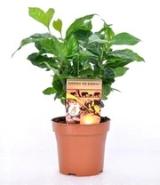 Koffieplant & Kruidenlimoen Kaffir Voor Een Voordeelprijs 3 Koffieplant & Kruidenlimoen Kaffir Voor Een Voordeelprijs - Afbeelding 3