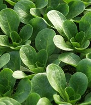 Groene Smoothies Zaadbox 3 Groene Smoothies Zaadbox - Afbeelding 3