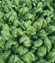 Groene Smoothies Zaadbox 4 Groene Smoothies Zaadbox - Afbeelding 4