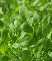 Groene Smoothies Zaadbox 5 Groene Smoothies Zaadbox - Afbeelding 5