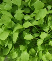 Groene Smoothies Zaadbox 6 Groene Smoothies Zaadbox - Afbeelding 6