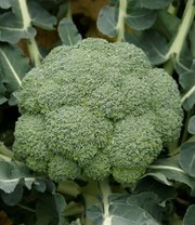 Groene Smoothies Zaadbox 7 Groene Smoothies Zaadbox - Afbeelding 7