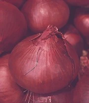 Sylt Zaadbox 5 Sylt Zaadbox - Afbeelding 5