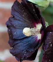 Sylt Zaadbox 8 Sylt Zaadbox - Afbeelding 8