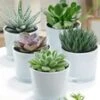 Succulenten Collectie Van 5 Incl. Glazen Sierpot
