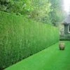 Leyland Cipres Haag 10 Planten