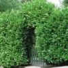 Laurierkers 50 Planten