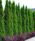 Thuja Smaragd 20 Planten 1 Thuja Smaragd 20 Planten