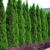 Thuja Smaragd 50 Planten