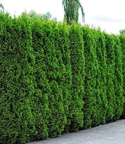 Thuja Smaragd 20 Planten 2 Thuja Smaragd 20 Planten - Afbeelding 2