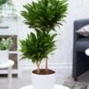 Dracena 'Compacta' Ca. 55 Cm Hoog