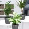 Kamerplanten Collectie 'Classic' Incl. Elho® Sierpot 'antraciet'