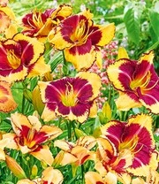 Daglelie Mix 'Zomerdroom' 6 Daglelie Mix 'Zomerdroom' - Afbeelding 6