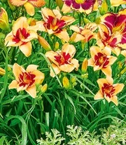 Daglelie Mix 'Zomerdroom' 7 Daglelie Mix 'Zomerdroom' - Afbeelding 7