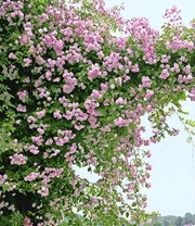 Nieuwe Producten -Bloesemseizoen 9011920306206