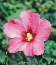 Hibiscus Heg 3 Hibiscus Heg - Afbeelding 3