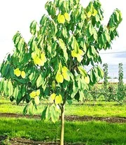 Nieuwe Producten -Bloesemseizoen 9012582416414