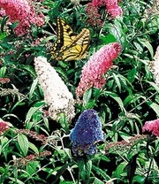 Vlinderstruik Collectie Voor Een Voordeelprijs 3 Vlinderstruik Collectie Voor Een Voordeelprijs - Afbeelding 3