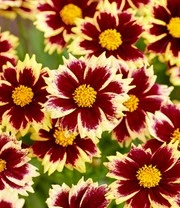 Coreopsis 'Solar® Mix' 4 Coreopsis 'Solar® Mix' - Afbeelding 4