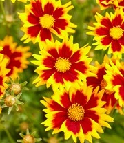 Coreopsis 'Solar® Mix' 5 Coreopsis 'Solar® Mix' - Afbeelding 5