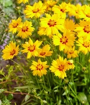 Coreopsis 'Solar® Mix' 6 Coreopsis 'Solar® Mix' - Afbeelding 6