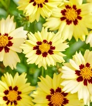 Coreopsis 'Solar® Mix' 7 Coreopsis 'Solar® Mix' - Afbeelding 7
