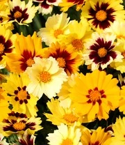 Coreopsis 'Solar® Mix' 8 Coreopsis 'Solar® Mix' - Afbeelding 8