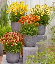 Coreopsis 'Solar® Mix' 9 Coreopsis 'Solar® Mix' - Afbeelding 9