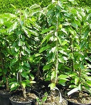 Nieuwe Producten -Bloesemseizoen 9012825456670