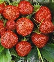 Aardbeien Rariteiten Collectie 'Sengana Selektion® & Natural White' 3 Aardbeien Rariteiten Collectie 'Sengana Selektion® & Natural White' - Afbeelding 3