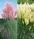 Nieuwe Producten 9 Pampasgras-Collectie