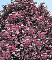 Gewone Of Zwarte Vlier 'Thundercloud' 2 Gewone Of Zwarte Vlier 'Thundercloud' - Afbeelding 2