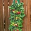 Twee Aardbeien Plantbuidels & 9 Hangaardbeien