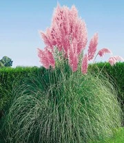 Nieuwe Producten -Bloesemseizoen 9012854259742