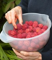 Japanse Kornoelje 4 Japanse Kornoelje - Afbeelding 4