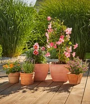 GARDENA® Micro-Drip-System Uitbreidingsset Bloempotten 3 GARDENA® Micro-Drip-System Uitbreidingsset Bloempotten - Afbeelding 3