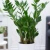 Zamioculcas Ca. 55-65 Cm Hoog