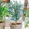Winterharde Eucalyptus 'Azura®' In 2-liter XXL-pot