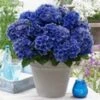 Tuinhortensia 'Blue Boogie Woogie®'