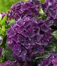 Tuinhortensia 'Deep Purple Dance®'