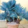 Blauwe Dwergpalm